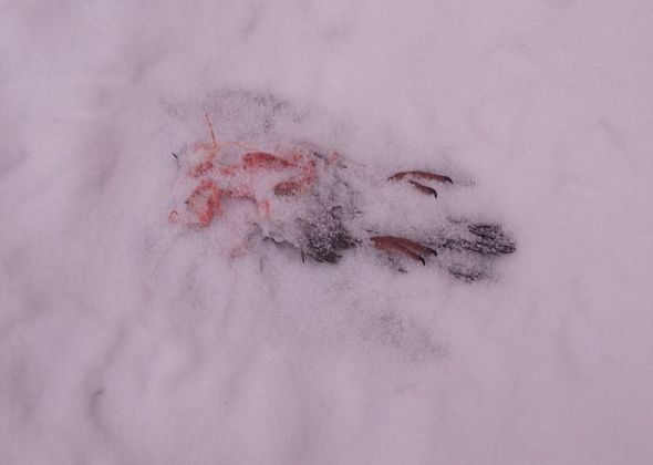 «Никаких фильмов ужасов не надо». Горожанка призывает вернуть охотникам право уничтожать ворон