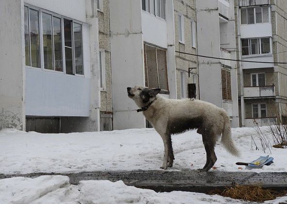 "Тех, кто выбрасывает собак, нужно наказывать рублем"