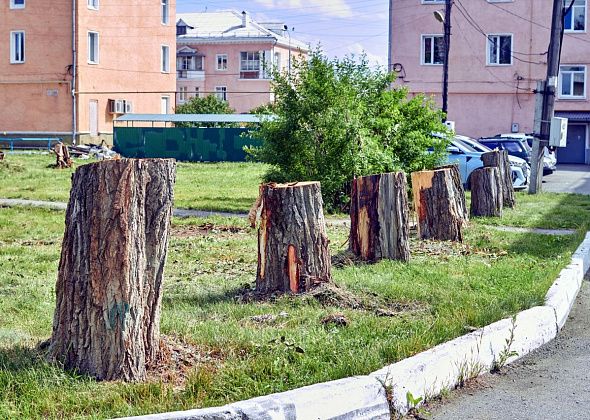 “Изуродовали двор”. Горожанка возмущена вырубкой деревьев
